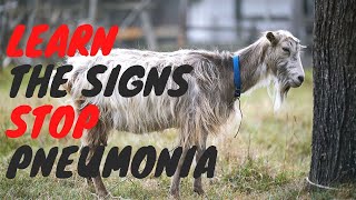 Goat Pneumonia: The Top Goat Killer
