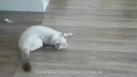 Catnip Orgânico da Yeowwww é um sucesso!!!