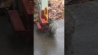 Squirrel Snacking on Corn at the New Feeder