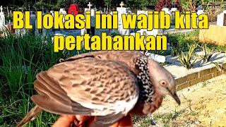 Download Lagu lokasi hari ini tampil sangat beda ada tekukur suara lantang wajib kita ambil MP3