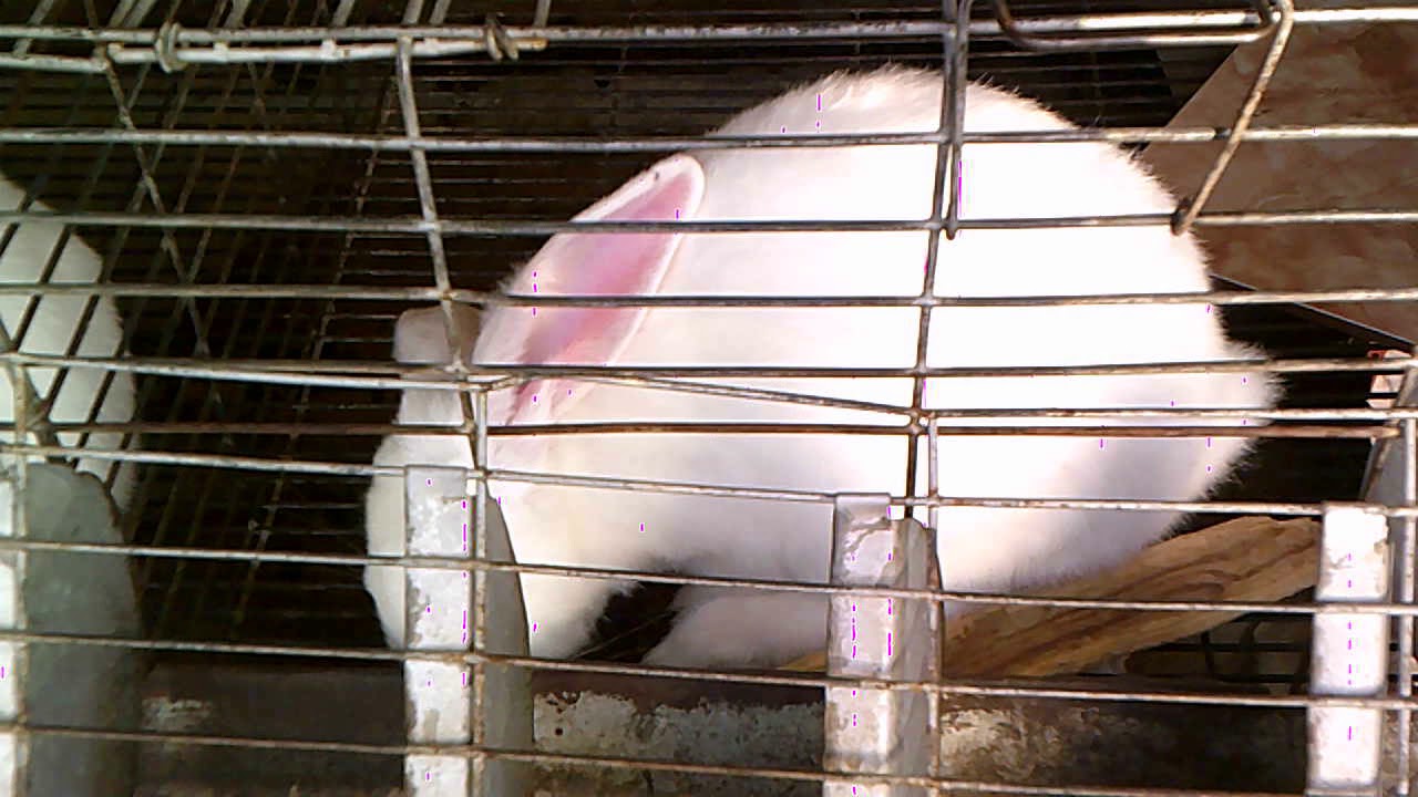 سبب مرض عيون الأرانب و علاجه