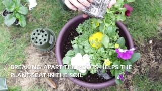 How to plant a flower pot