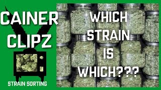 Sorting My Strains - What Does A UK Weedtubers Weed Stash Look Like (CAINER CLIPZ)