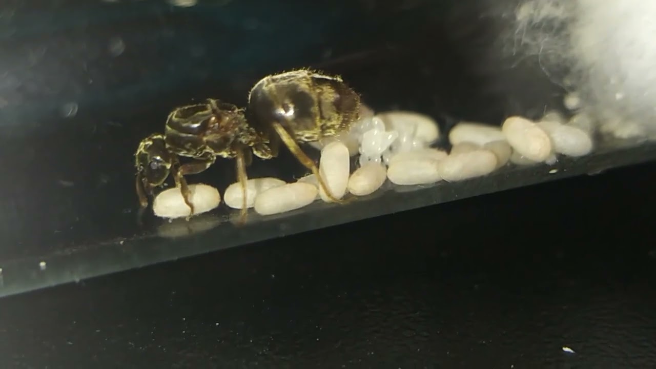 Lasius Myops 2023 07 30