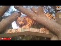 Luxury resort in sundarban  tiger roar resort at  west bengal