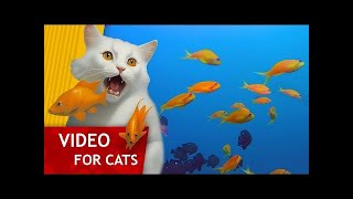 Videos for Cats_Movie Time #meow #catvideos #catlover #funnycats #cute #playingcats by Animals and Pets  664 views 3 months ago 3 minutes, 13 seconds