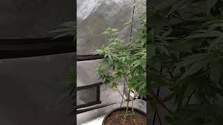 Male & Female Plants Talking To Each Other