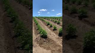 Anza ca farming uplifting farm’s