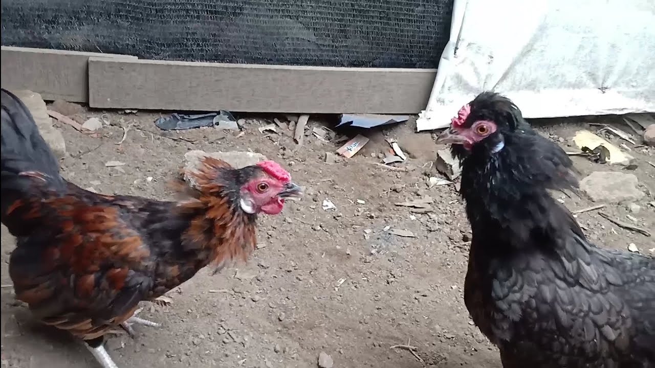 私のペットの鶏は戦いたがっています