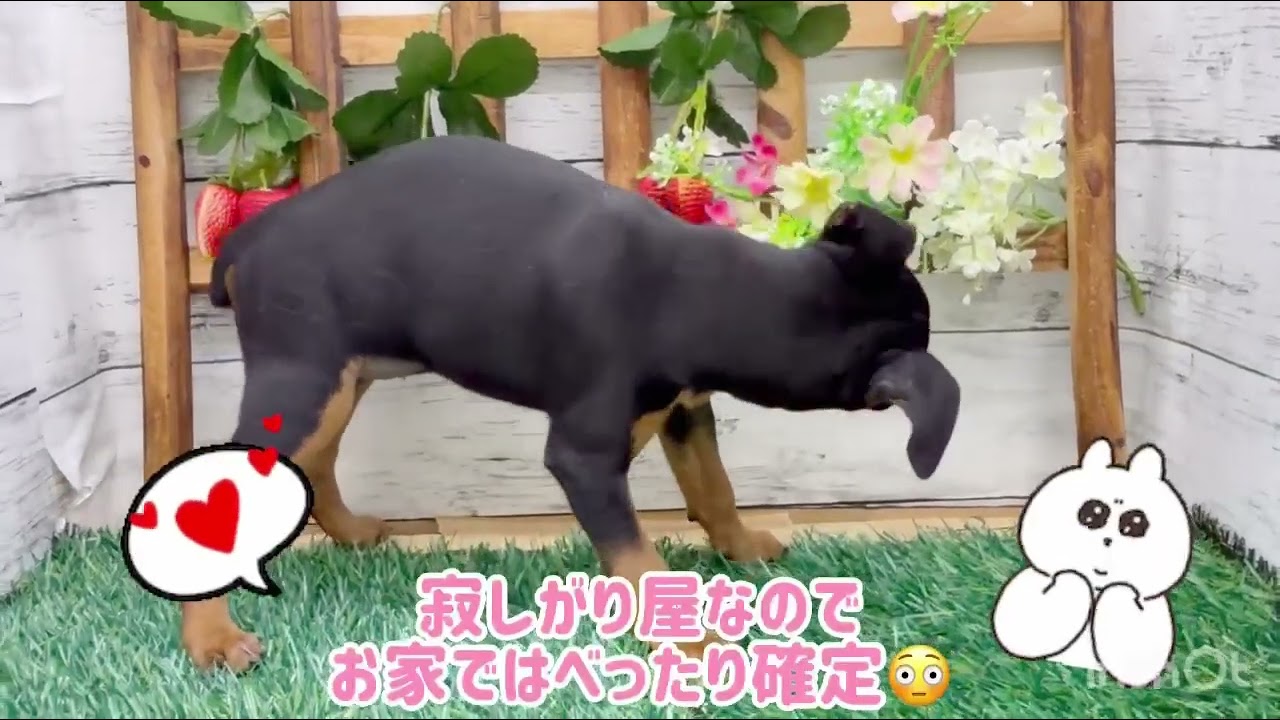 価格の安い♥ミニチュアピンシャー ♀ 現在体重1.3㎏ / ペットショップ