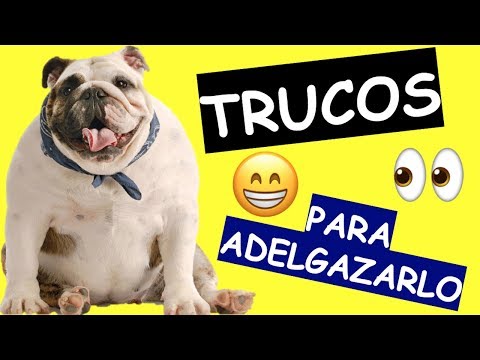 Video: Coaching De Pérdida De Peso Para Perros