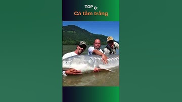 Top 10 loài cá nước ngọt khổng lồ nhất thế giới có thể bạn chưa biết #funny #memes #animals #shorts