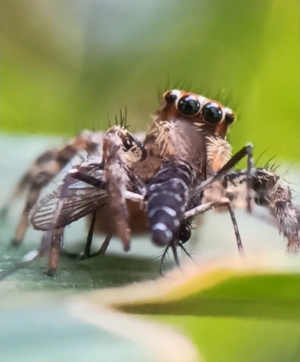 Spider hunt mosquito #spider #hunting