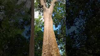 Guayabillo tree Galápagos guava  Puerto Morelos Mexico #shorts #tropical #caribbean #nature #explore