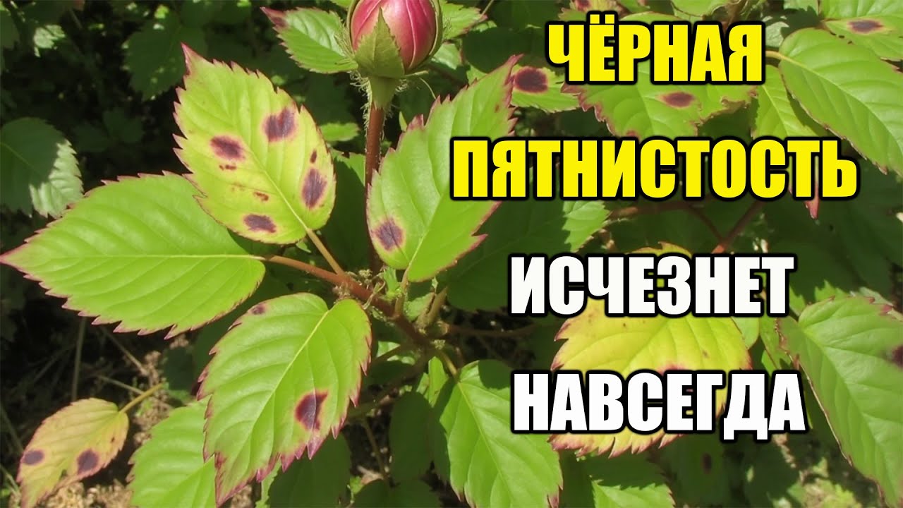ЧЁРНАЯ ПЯТНИСТОСТЬ НА РОЗАХ – КАК ИЗБАВИТЬСЯ НАВСЕГДА