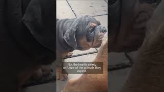 Would You Buy a Sick Puppy? 🐶 Exposing the Cruel Puppy Trade on Social Media | FOUR PAWS