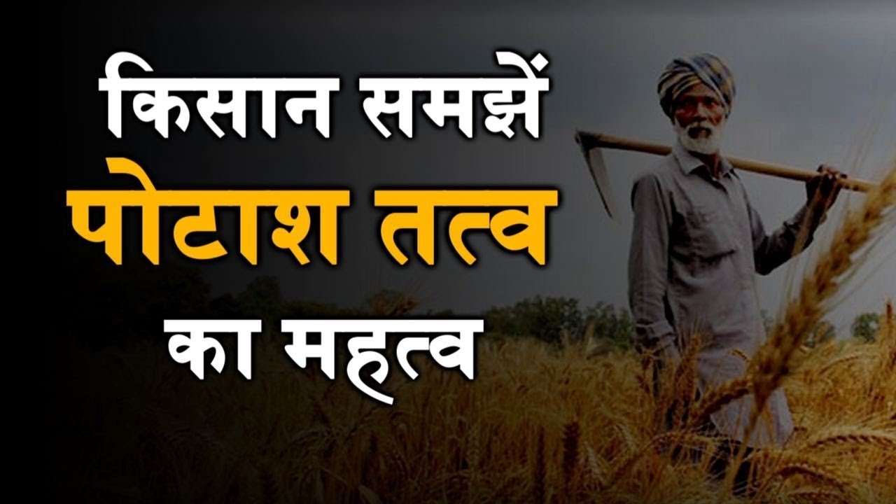 फसल Fasal उत्पादन में पोटाश का महत्व | पोटाश तत्त्व का महत्व | Importance Of Potash