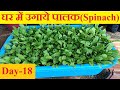 How to grow Palak at home| Organic Palak| Spinach| घर में उगाये पालक