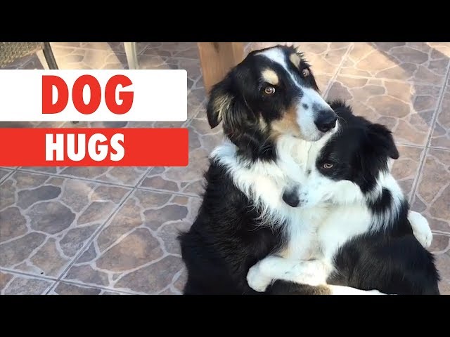 Dog Hugs