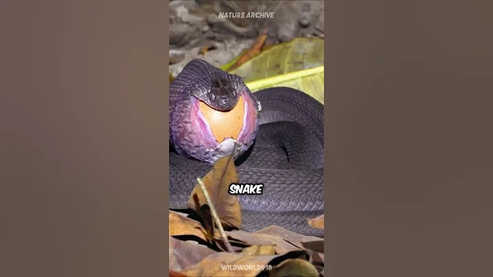 Egg-Eating Snake 🥚 No Fangs or Venom! 🐍
