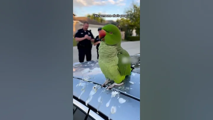 This Parrot Just Lawyered Up
