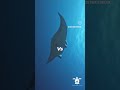 #divetrip #underwatermonk #divingcourse #openwaterdiver #sharks#mantaray #reels