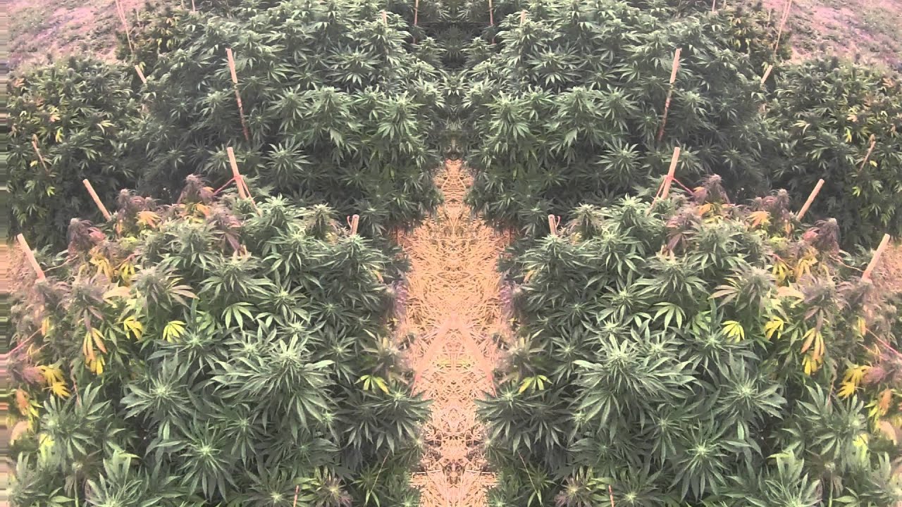 Beautiful Cannabis Plants (HD)