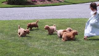 Mini Goldendoodle Puppies For Sale