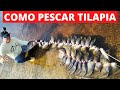 COMO PESCAR TILAPIA, TUTORIAL SOBRE LA PESCA DE LA TILAPIA!