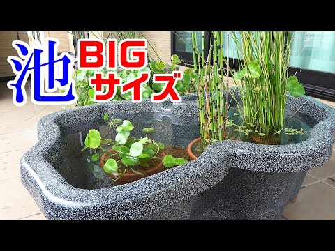 メダカひょうたん池 メダカ】冬・枯れない植物でビオトープ制作! 大きなプラ池