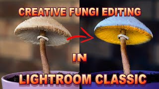 Tutorial: Mushroom Light Painting Photography — Using Lightroom and  Photoshop., by Rudolfo Dalamicio