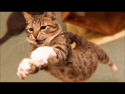 Video: Ima li mačka četiri noge?