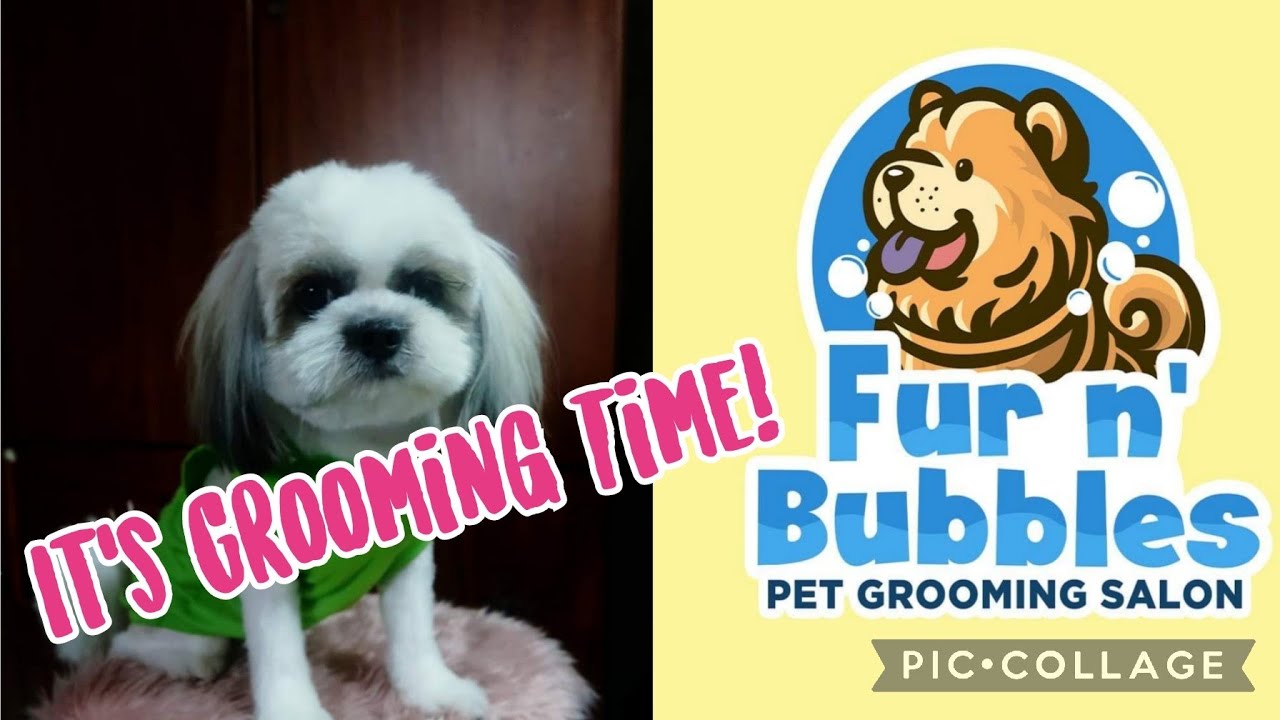 PINAGROOM NAMIN SI MADDIE /FUR N BUBBLES GROOMING SALON VALENZUELA