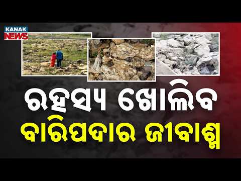 ରହସ୍ୟ ଖୋଲିବ ବାରିପଦାର ଜୀବାଶ୍ମ Baripada Fossil Discovery | Odisha’s Ancient Sea Mystery Revealed