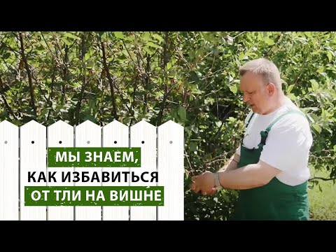 Видео: Информация о черной вишневой тле: узнайте о признаках черной вишневой тли