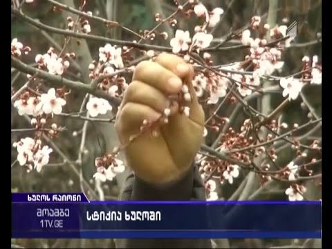 სტიქია ხულოში - თოვლმა რამდენიმე ოჯახს მოსავლი გაუნადგურა