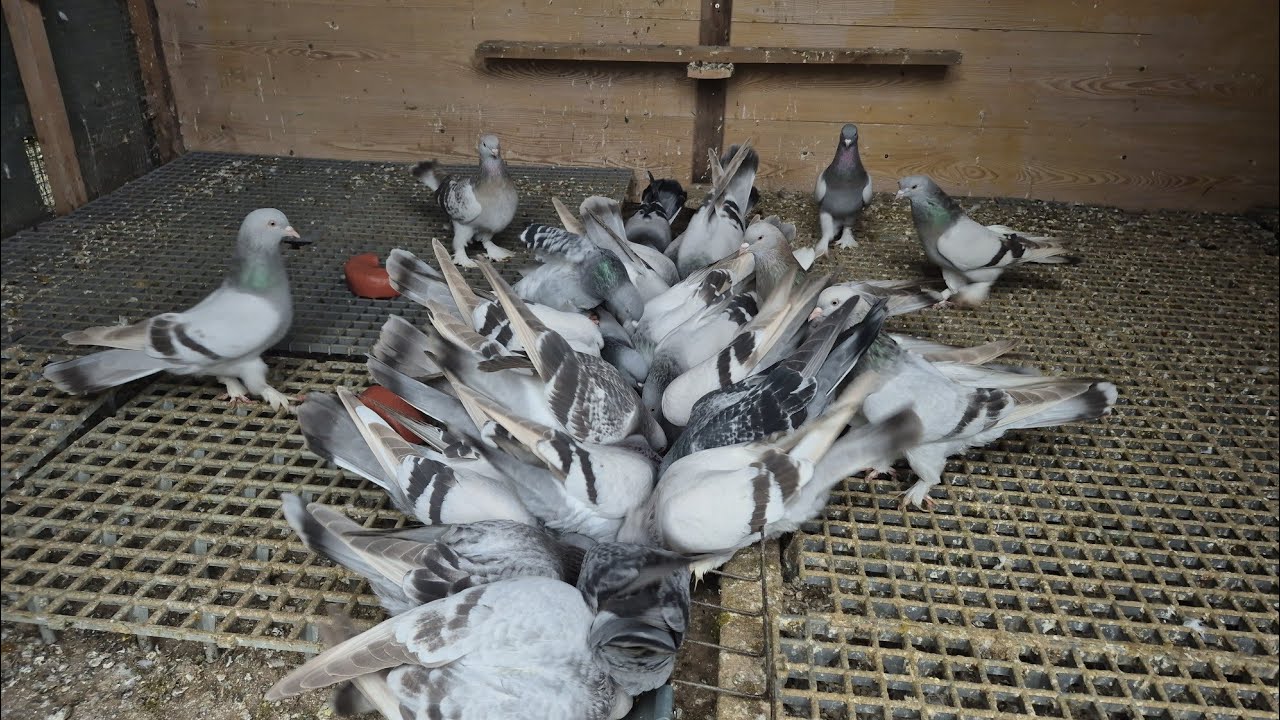 BİR GÜN UCUR 10 GÜN UCURMA KUŞLARDA ŞAŞIRDI 🤨