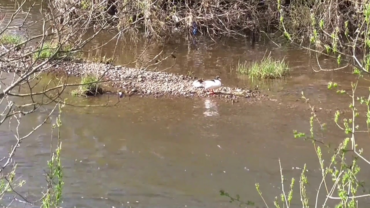 Baron's Haugh BH20Rev