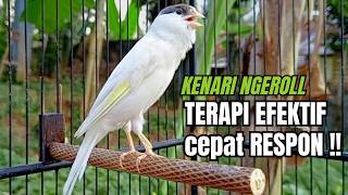 Pancingan Kenari Ampuh Suara Kenari Gacor Mewah Mempesona Untuk Latih Mental Kenari!