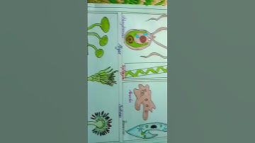 Microorganisms drawing 🦠🔬🧫🦠🦠🔬