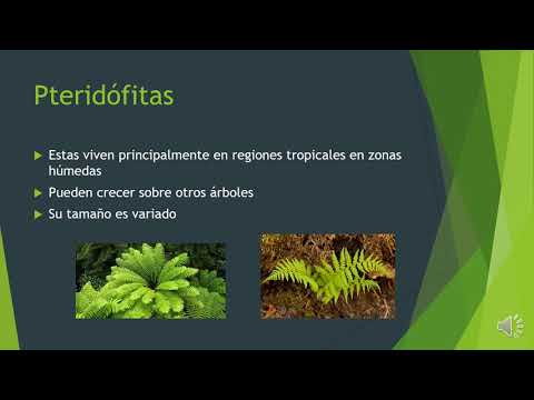 Vídeo: Diferencia Entre Briófitas, Pteridofitas Y Gimnospermas