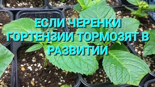 Почему черенки гортензии тормозят в развитии? Что теперь делать?