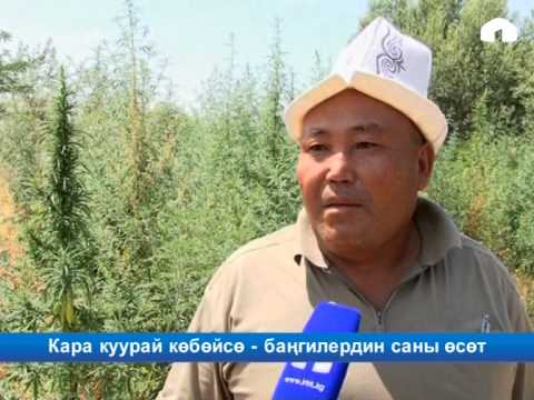 Video: Кара куурай бүчүрүн аныктоонун жөнөкөй жолдору: 9 кадам