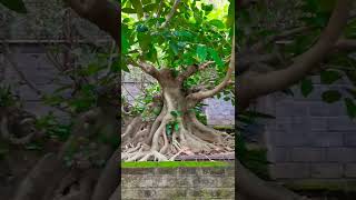 Salah Satu Koleksi Bonsai Ficus Ampelas  Monsterrr