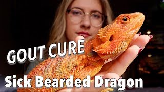 CURE SICK BEARDED DRAGON // GOUT