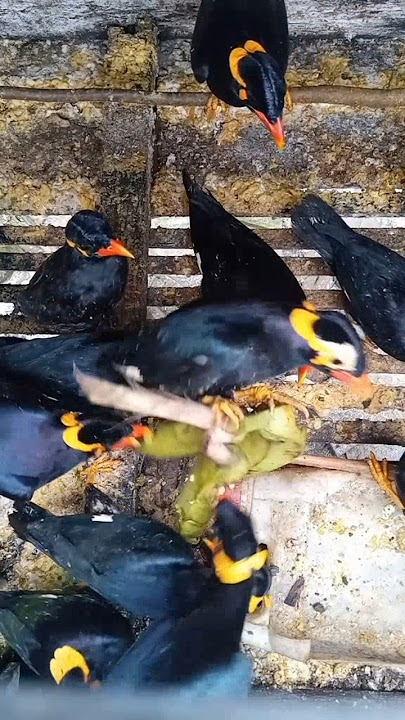 Raja Beo,suapin teman nya makan#shorts #birds #burung #kicaumania #sulingsakti