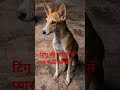 #doglove #love #positivevibes #ekmotahathighumechala #lifeisbutadream #cute #doglovers#desi dog