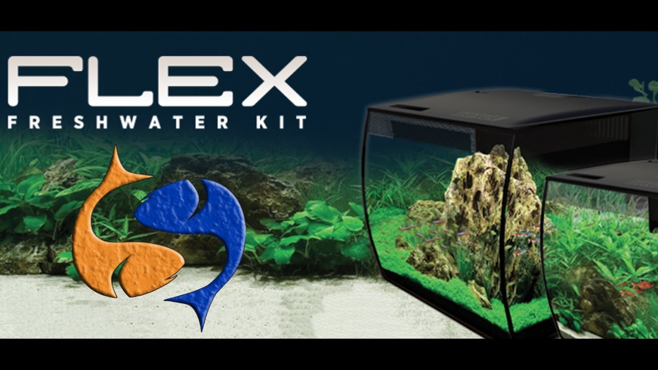 Fluval Flex 15 Gallon Kit Live Unboxing Tank Talk Live 12 22 16 Youtube