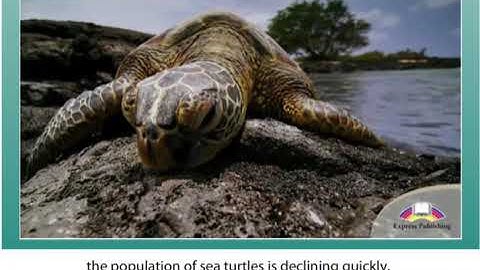 Excel 8 Module 7  Illegal souvenirs p 84