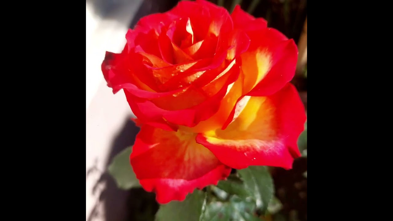 2 ноября 2025 г.